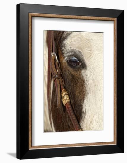 Horse close-up in winter, Kalispell, Montana.-Adam Jones-Framed Photographic Print