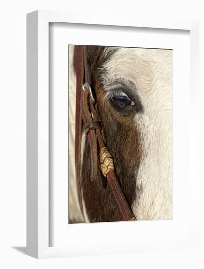 Horse close-up in winter, Kalispell, Montana.-Adam Jones-Framed Photographic Print