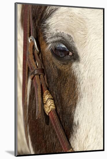 Horse close-up in winter, Kalispell, Montana.-Adam Jones-Mounted Photographic Print