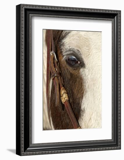 Horse close-up in winter, Kalispell, Montana.-Adam Jones-Framed Photographic Print