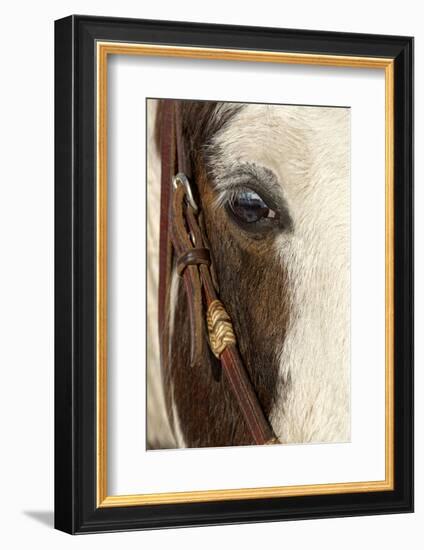 Horse close-up in winter, Kalispell, Montana.-Adam Jones-Framed Photographic Print