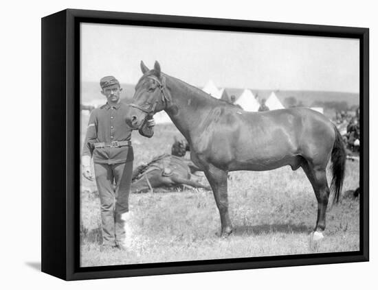 Horse "Comanche" the sole Survivor of the Custer Massacre Photograph - South Dakota-Lantern Press-Framed Stretched Canvas
