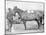 Horse "Comanche" the sole Survivor of the Custer Massacre Photograph - South Dakota-Lantern Press-Mounted Art Print