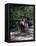 Horse Drawn Carriage in Central Park, Manhattan, New York, New York State, USA-Yadid Levy-Framed Premier Image Canvas