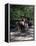 Horse Drawn Carriage in Central Park, Manhattan, New York, New York State, USA-Yadid Levy-Framed Premier Image Canvas