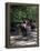 Horse Drawn Carriage in Central Park, Manhattan, New York, New York State, USA-Yadid Levy-Framed Premier Image Canvas