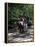 Horse Drawn Carriage in Central Park, Manhattan, New York, New York State, USA-Yadid Levy-Framed Premier Image Canvas