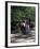 Horse Drawn Carriage in Central Park, Manhattan, New York, New York State, USA-Yadid Levy-Framed Photographic Print