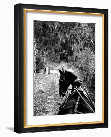 Horse-Drawn Carriages on Road Carrying Passengers to Deer Hunting Party-Alfred Eisenstaedt-Framed Photographic Print