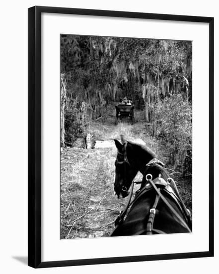 Horse-Drawn Carriages on Road Carrying Passengers to Deer Hunting Party-Alfred Eisenstaedt-Framed Photographic Print
