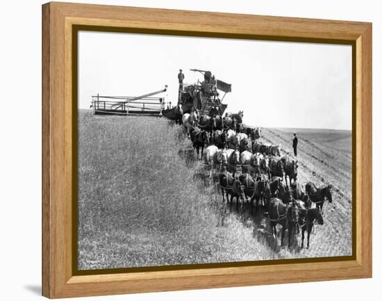 Horse-Drawn Team Wheat Farming-Asahel Curtis-Framed Premier Image Canvas