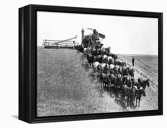Horse-Drawn Team Wheat Farming-Asahel Curtis-Framed Premier Image Canvas