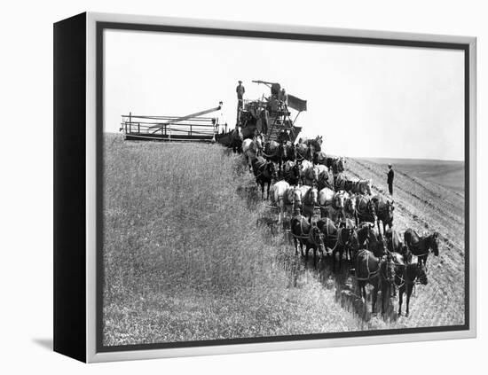 Horse-Drawn Team Wheat Farming-Asahel Curtis-Framed Premier Image Canvas