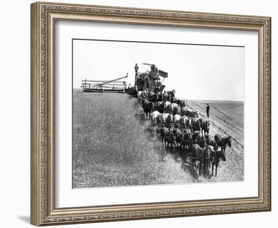 Horse-Drawn Team Wheat Farming-Asahel Curtis-Framed Giclee Print