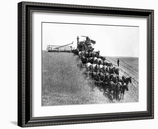 Horse-Drawn Team Wheat Farming-Asahel Curtis-Framed Giclee Print