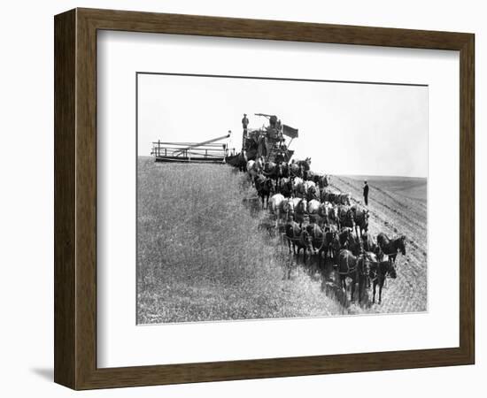 Horse-Drawn Team Wheat Farming-Asahel Curtis-Framed Giclee Print