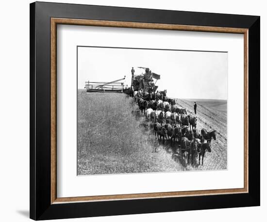Horse-Drawn Team Wheat Farming-Asahel Curtis-Framed Giclee Print