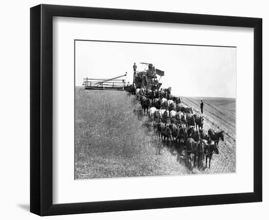 Horse-Drawn Team Wheat Farming-Asahel Curtis-Framed Giclee Print