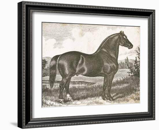 Horse Etching I-Gwendolyn Babbitt-Framed Art Print