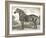 Horse Etching II-Gwendolyn Babbitt-Framed Art Print