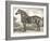 Horse Etching II-Gwendolyn Babbitt-Framed Art Print