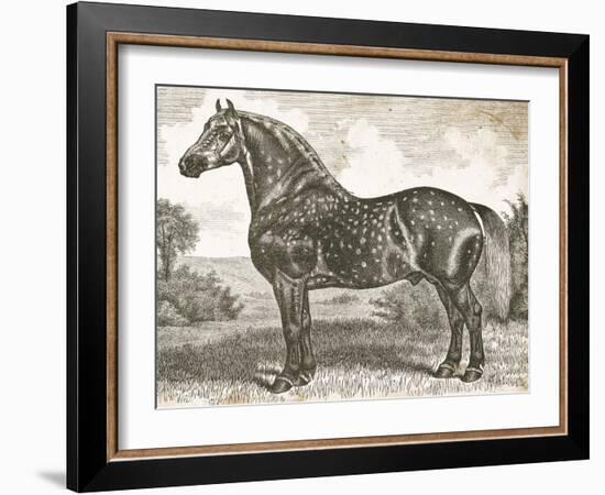 Horse Etching II-Gwendolyn Babbitt-Framed Art Print