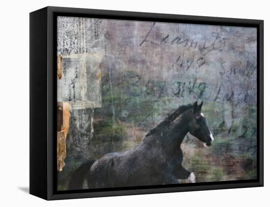 Horse Exposures I-Susan Friedman-Framed Stretched Canvas