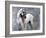 Horse Exposures II-Susan Friedman-Framed Art Print