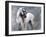 Horse Exposures II-Susan Friedman-Framed Art Print