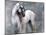 Horse Exposures II-Susan Friedman-Mounted Art Print