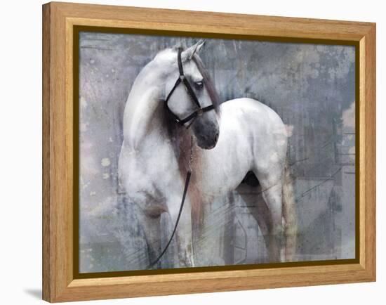 Horse Exposures II-Susan Friedman-Framed Stretched Canvas