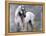 Horse Exposures II-Susan Friedman-Framed Stretched Canvas