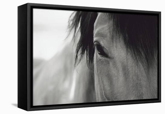 Horse Eye Close-Up-Digidesign-Framed Premier Image Canvas