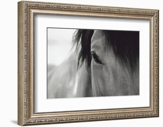 Horse Eye Close-Up-Digidesign-Framed Photographic Print