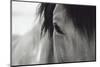 Horse Eye Close-Up-Digidesign-Mounted Photographic Print