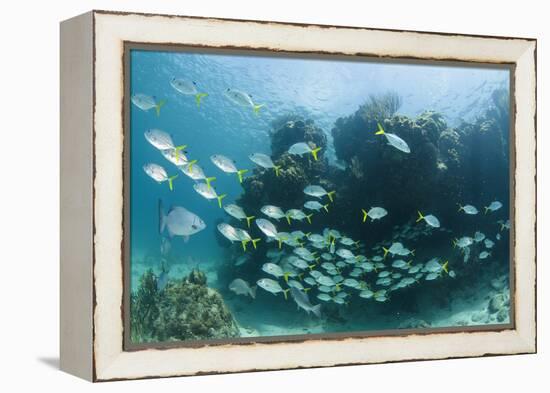 Horse-Eye Jack and Chub, Hol Chan Marine Reserve, Belize-Pete Oxford-Framed Premier Image Canvas