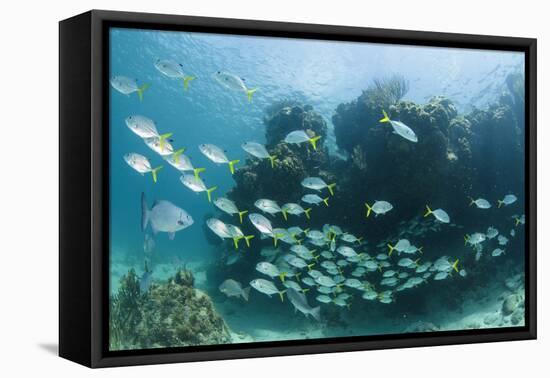 Horse-Eye Jack and Chub, Hol Chan Marine Reserve, Belize-Pete Oxford-Framed Premier Image Canvas