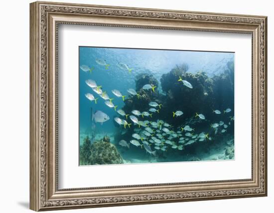 Horse-Eye Jack and Chub, Hol Chan Marine Reserve, Belize-Pete Oxford-Framed Photographic Print