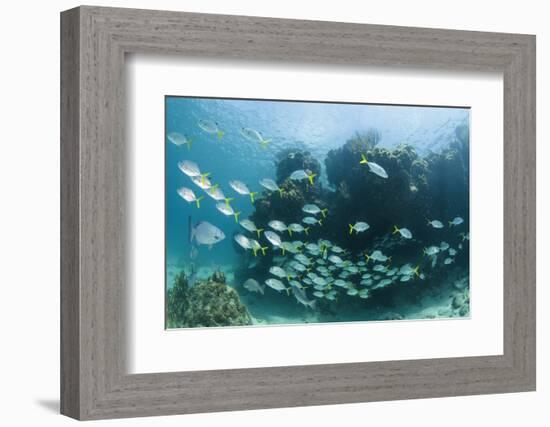 Horse-Eye Jack and Chub, Hol Chan Marine Reserve, Belize-Pete Oxford-Framed Photographic Print