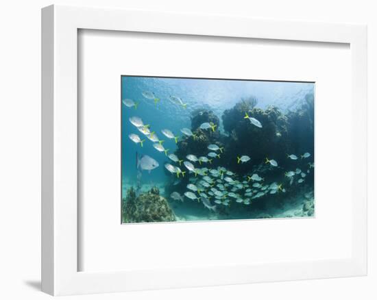 Horse-Eye Jack and Chub, Hol Chan Marine Reserve, Belize-Pete Oxford-Framed Photographic Print