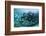 Horse-Eye Jack and Chub, Hol Chan Marine Reserve, Belize-Pete Oxford-Framed Photographic Print