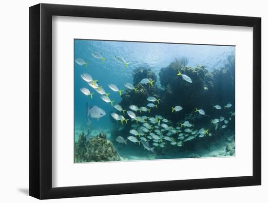 Horse-Eye Jack and Chub, Hol Chan Marine Reserve, Belize-Pete Oxford-Framed Photographic Print