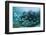 Horse-Eye Jack and Chub, Hol Chan Marine Reserve, Belize-Pete Oxford-Framed Photographic Print