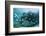 Horse-Eye Jack and Chub, Hol Chan Marine Reserve, Belize-Pete Oxford-Framed Photographic Print