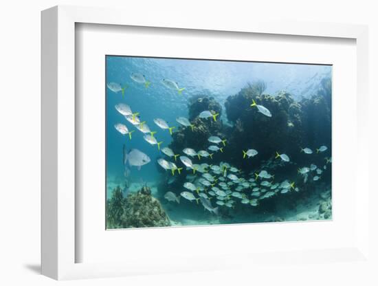 Horse-Eye Jack and Chub, Hol Chan Marine Reserve, Belize-Pete Oxford-Framed Photographic Print