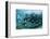 Horse-Eye Jack and Chub, Hol Chan Marine Reserve, Belize-Pete Oxford-Framed Photographic Print