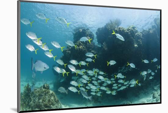 Horse-Eye Jack and Chub, Hol Chan Marine Reserve, Belize-Pete Oxford-Mounted Photographic Print