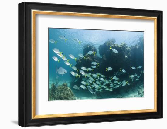 Horse-Eye Jack and Chub, Hol Chan Marine Reserve, Belize-Pete Oxford-Framed Photographic Print