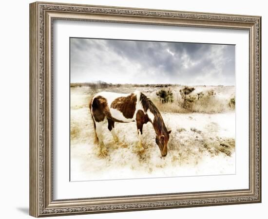 Horse Feeding off Dry Brush Growing out of Sand-Jan Lakey-Framed Photographic Print