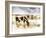 Horse Feeding off Dry Brush Growing out of Sand-Jan Lakey-Framed Photographic Print